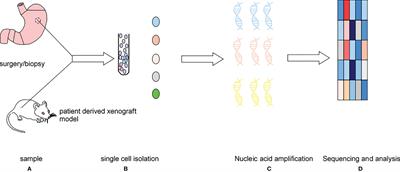 Applications and Achievements of Single-Cell  - Frontiers